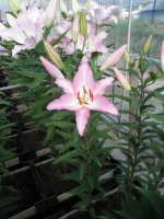 [1791 Marrero EVR No02.JPG]